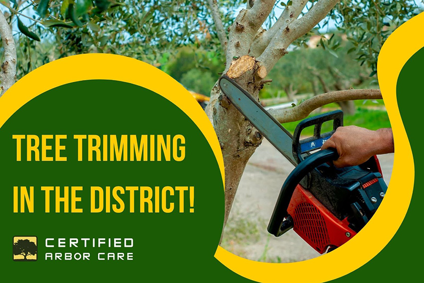 trimming in the district featured